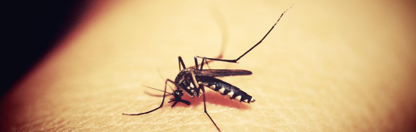 Header Insektenschutz